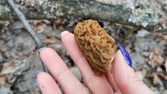 Асмр весенние грибы/сморчки/шуршание смотреть онлайн