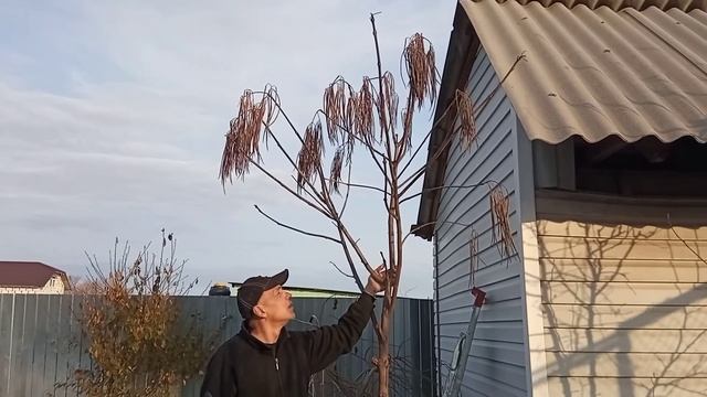 Катальпа Прекрасная ( Catalpa speciosa ) Южный Урал ,сбор семян в октябре 31.10. смотреть онлайн