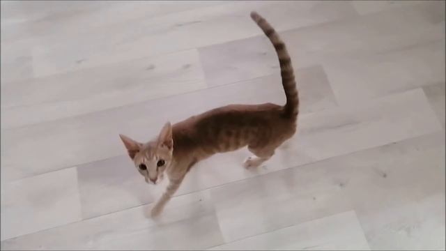 Готовка, вкусняшки, доча уезжает, остаюсь с кошкой/ Влог #Мамачоли смотреть онлайн