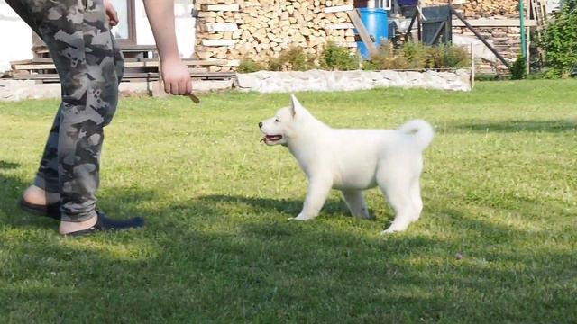 шикарная девочка американской акиты с друзьями смотреть онлайн