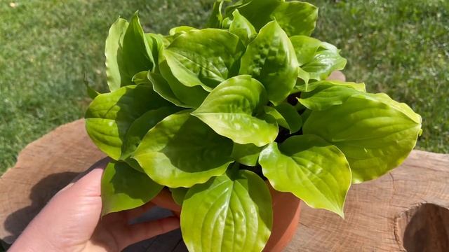 Хоста Susanna смотреть онлайн