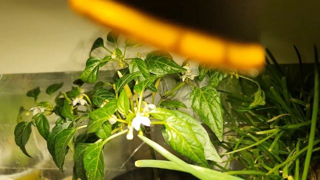 26 января. Продолжение роста сверхострого перца Carolina reaper, 7Pot, bhut jolokia,habanero,rokoto смотреть онлайн