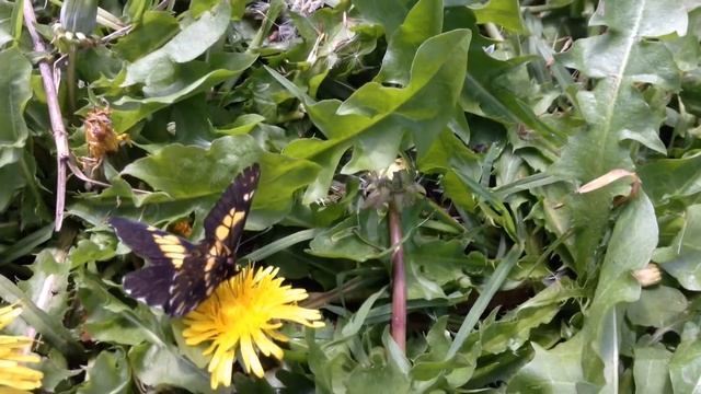 Dardo 4 смотреть онлайн