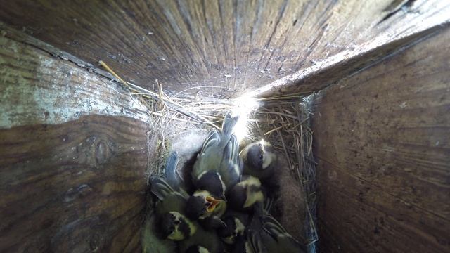 Синица большая №150603 3 скворечник в школьном саду 2015 06 07 15 смотреть онлайн