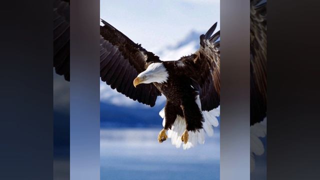 ОРЁЛ ГОРДЫЙ смотреть онлайн