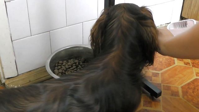 Любимые консервы для собак Simba / Кормление собаки смотреть онлайн