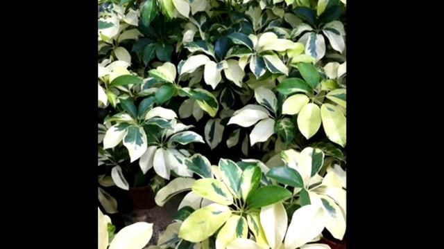 Schefflera arboricola 'Variegata' смотреть онлайн