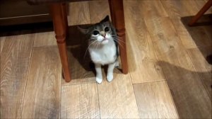 Бешеная кошка