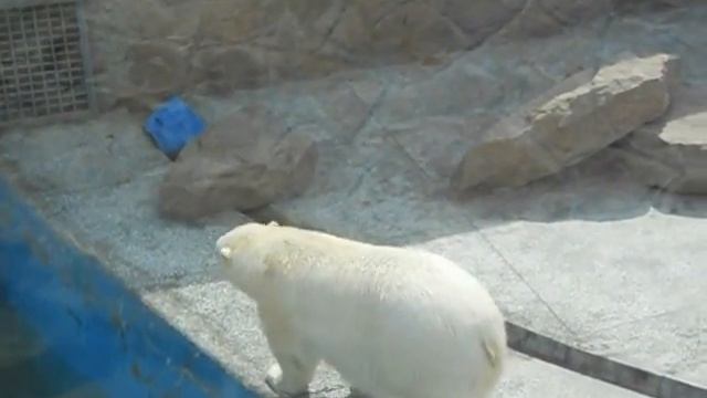 танец белых медведей смотреть онлайн