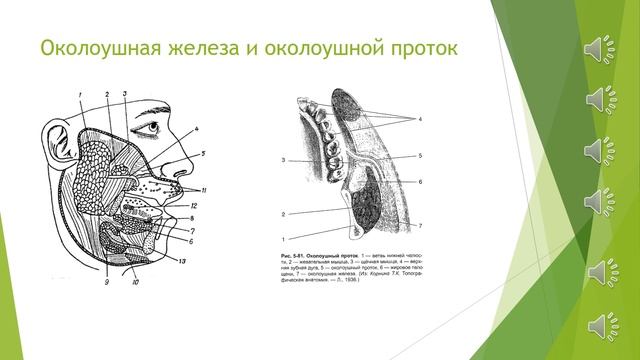 Тема 11 (ЛФ-1) - Топографическая анатомия и оперативная хирургия лицевого отдела головы смотреть онлайн