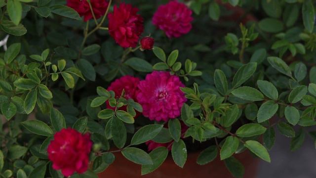 ভিন্ন স্বাদের গোলাপ: পর্ব ৩ {Sweet Chariot}// Sweet Chariot: miniature/patio rose; part 3 смотреть онлайн