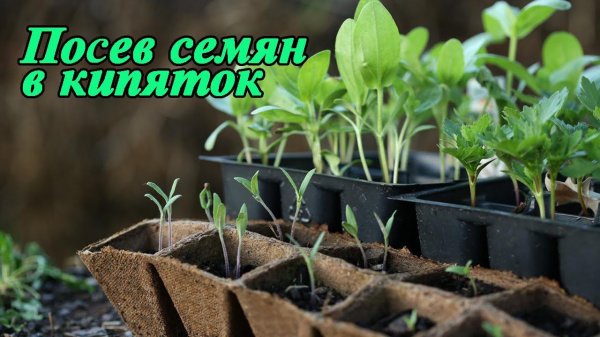 Посев семян в кипяток - что это за способ?