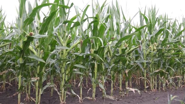 Почему у кукурузы "зашитый рот"? Как предотвратить переуплотнение почвы? смотреть онлайн