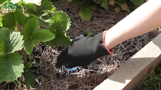 Размножение клубники (садовой земляники) усами - 7 дач смотреть онлайн