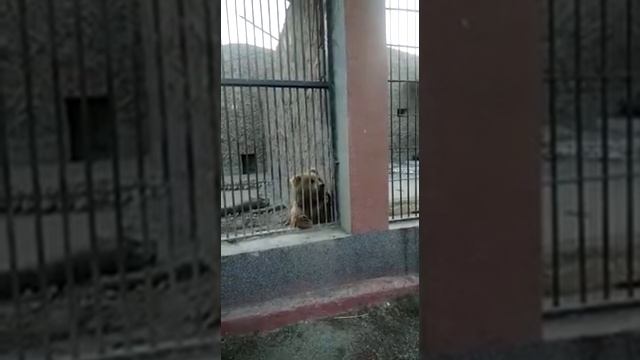 Ферганский зоопарк смотреть онлайн