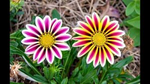 Когда и как сажать гацанию на рассаду чтобы цвела в мае? Как ухаживать за рассадой гацании?