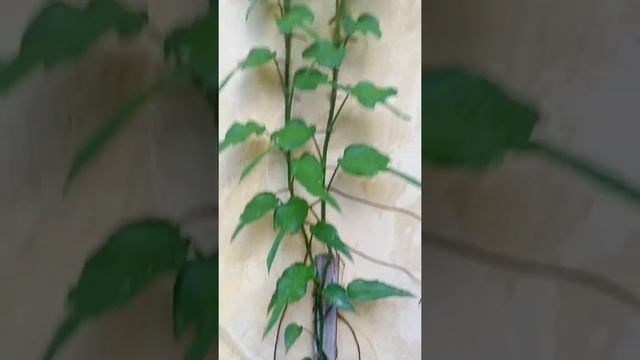 Trailing Epipremnum Pinnatum Skeleton key #plant #planting #short #shorts #garden #gardening смотреть онлайн