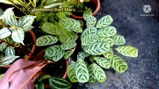 Sis in Law's 34 Collection of Calatheas: Varieties&Names Tara!Alamin natin#calathea#prayerplants смотреть онлайн