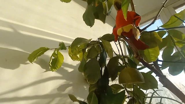 Лимон "лунаріо" - прийшла весна.Lymon "lunario" - pryyshla vesna. смотреть онлайн