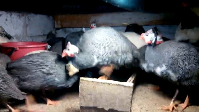 ЦЕСАРКИ, содержание, кормление, розвидение//! смотреть онлайн