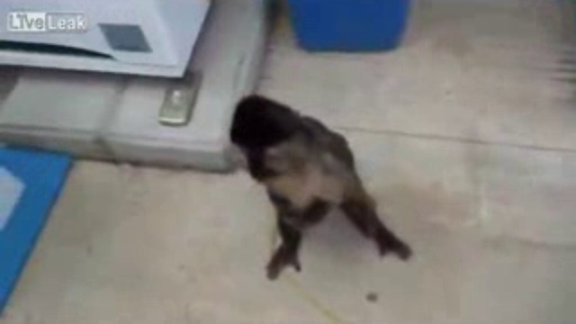 Умная мартышка смотреть онлайн