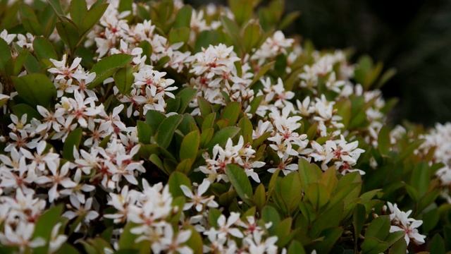 Это Безумно Красивая Мелодия, Затрагивающая Самые Сокровенные Уголки Души!Сергей Грищук! ЗИМА,цветы смотреть онлайн