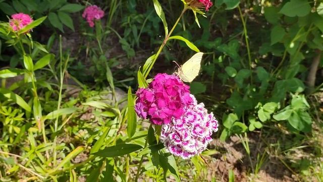 Бабочка в полете смотреть онлайн