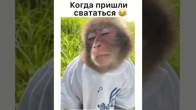 Когда пришли свататься смотреть онлайн