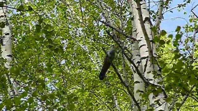 Кукушка кукует смотреть онлайн