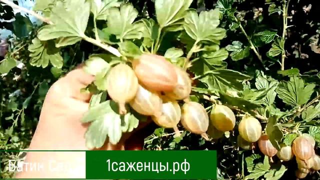 Крыжовник Казачек смотреть онлайн