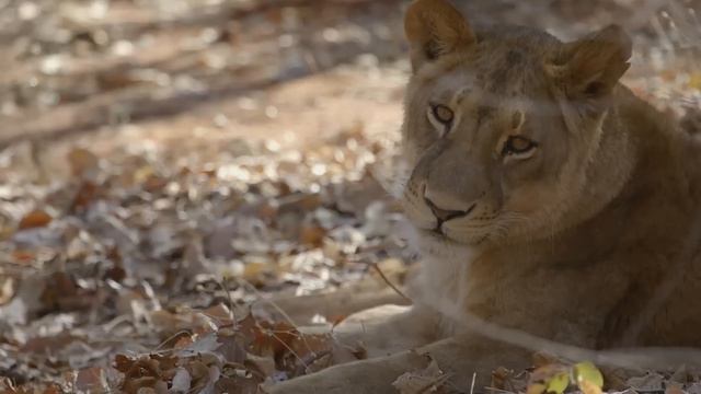 Las aventuras de Frank en África | Wild Frank en África | Animal Planet смотреть онлайн