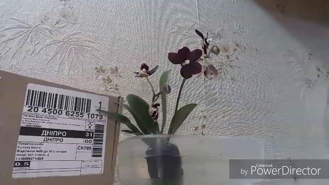 Посылка от Даши. Phal. Taisuco Cobold детка и Мамця.😃😃😃 смотреть онлайн