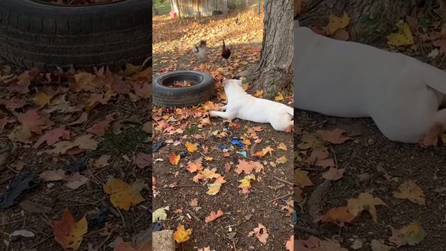 Annebel... смотреть онлайн