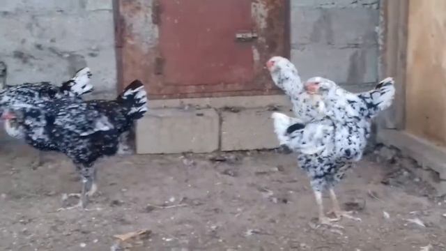 Редкие породы кур!!!!! смотреть онлайн