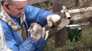 Обрезка копыт в самодельном станке