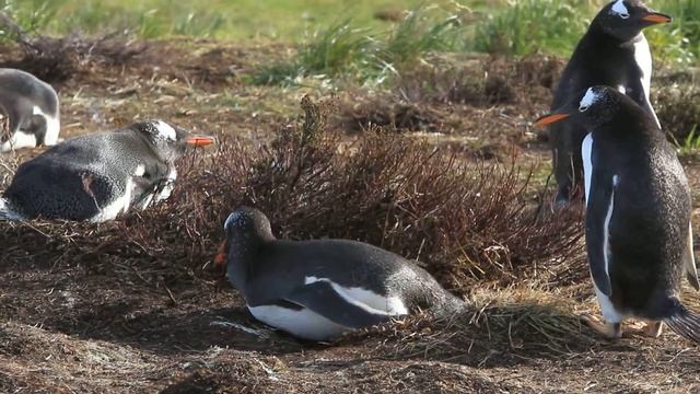 Gentoo Penguins Courtship Behavior смотреть онлайн