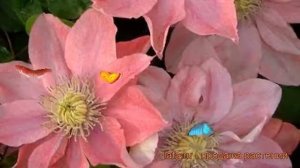 Клематис крупноцветковый Литтл Мэрмэйд ? обзор: как сажать, рассада клематиса Литтл Мэрмэйд