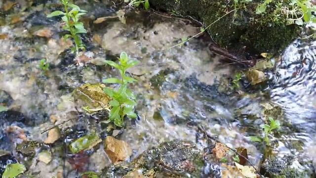 ГАРМОНИЯ ПРИРОДЫ! Журчание водопада и пение птиц Для глубокого сна и релаксации! смотреть онлайн