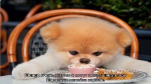 Чем кормить шпица: померанского и немецкого