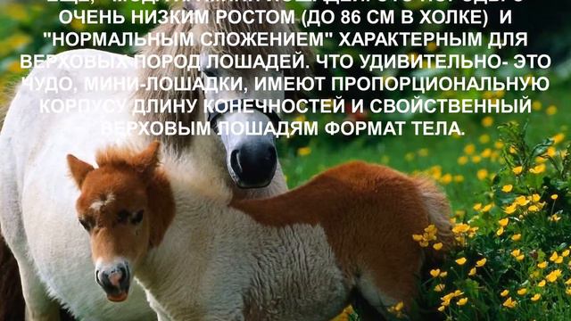 Василий Климов.Мини лошади смотреть онлайн