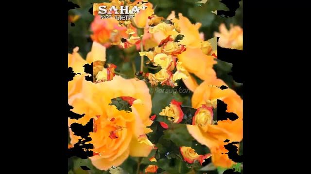 #Розы плетистые5 #Цветы для сада и бизнеса от Ольги Шевчук смотреть онлайн