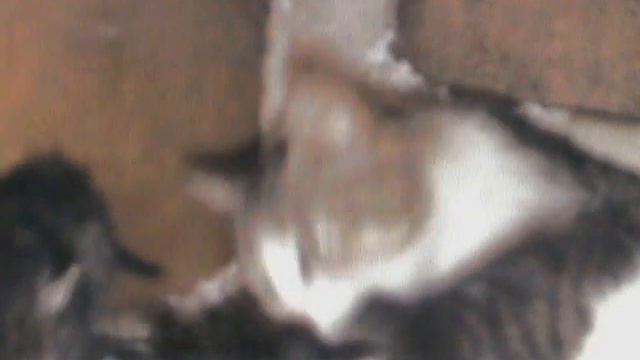 Котята смотреть онлайн