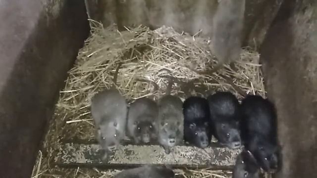 обов'язково буду садити топінамбур смотреть онлайн