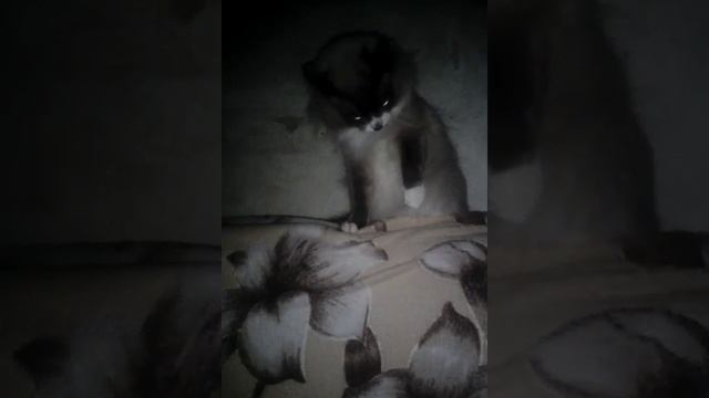 Мой в кавычках хороший кот мини сказка смотреть онлайн