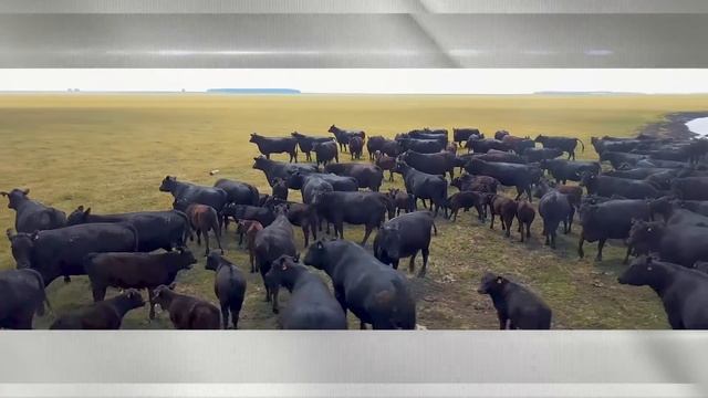 АНГУС: СТАРИННАЯ ПОРОДА, НО ВСЕГДА ОСТАЕТСЯ НА ПИКЕ  ПОПУЛЯРНОСТИ.