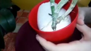 Каттлея без корней.  Посадка каттлеи без корней.