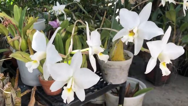 Cali orchid - Laelia anceps ‘marble king’ смотреть онлайн