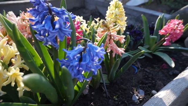 Выращивание гиацинтов 2 способами