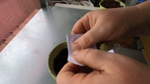 Посадка ремонтантной клубники семенами.