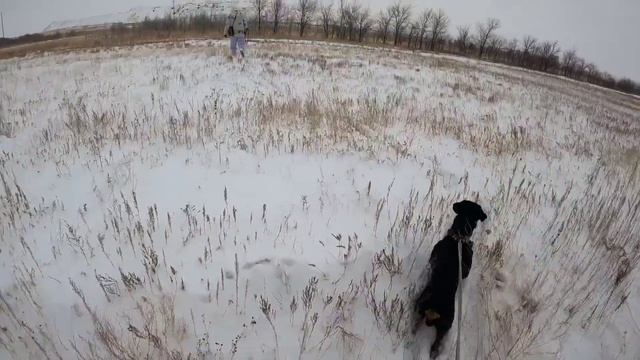 Охота на зайца с ягдтерьером. Сдвоенный выстрел.
Jagdterrier смотреть онлайн